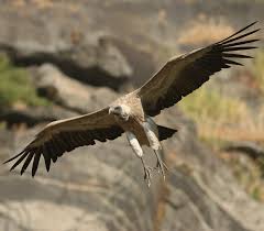 Vultures
