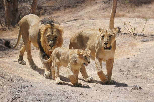 Lion