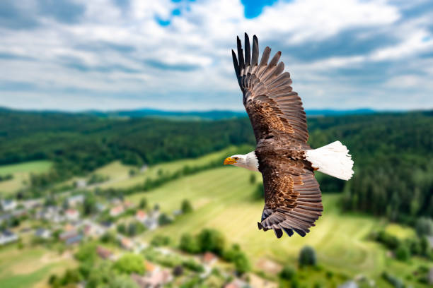 Eagle